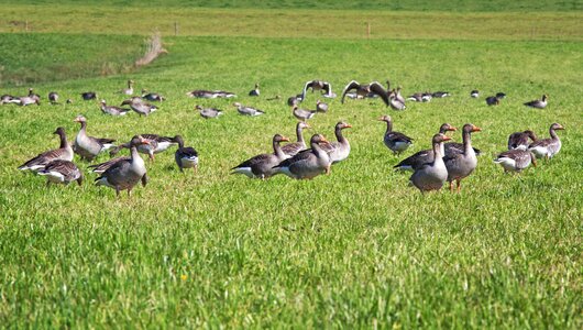 Geese migratory birds animal photo
