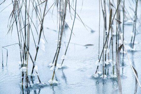 Nature ice winter photo