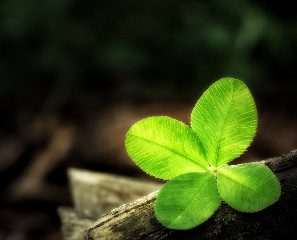 Lucky clover klee lucky charm