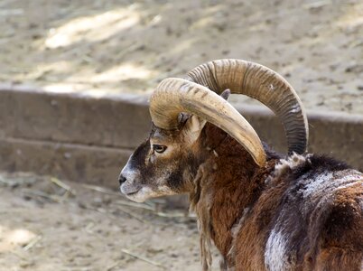 Mammals mouflon zoo