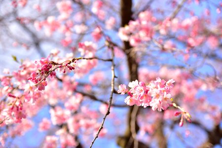 Sakura tokyo japan