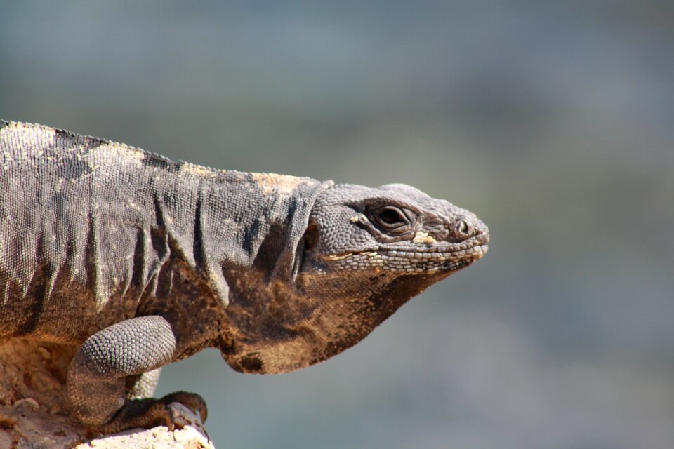 Mexico tropical reptile