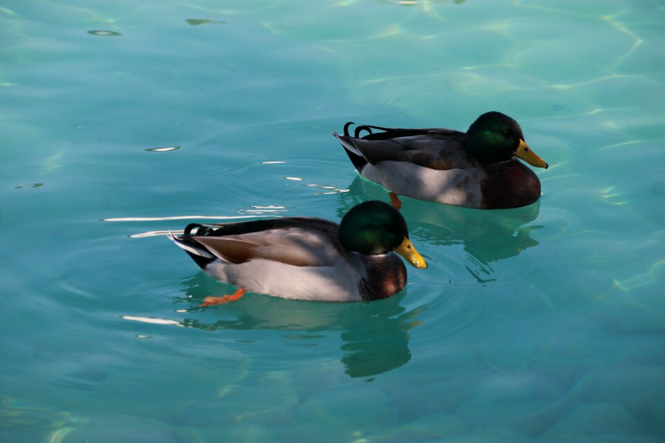 Animal peace nature