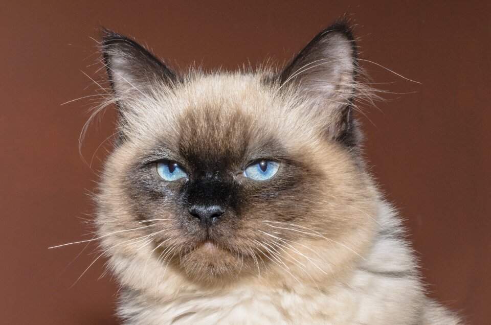 Tom-cat animal rag doll