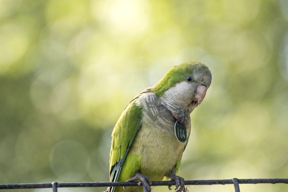 Birds parrot grey zoo