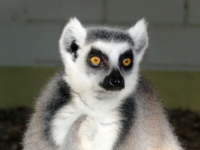 Ring tailed lemur madagascar portrait photo