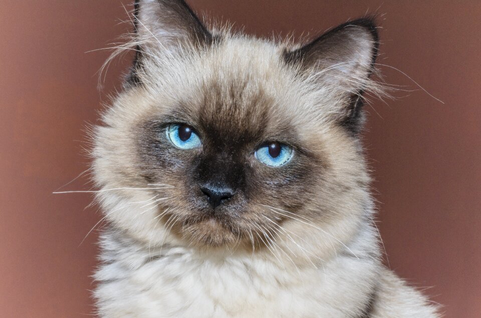Tom-cat animal rag doll