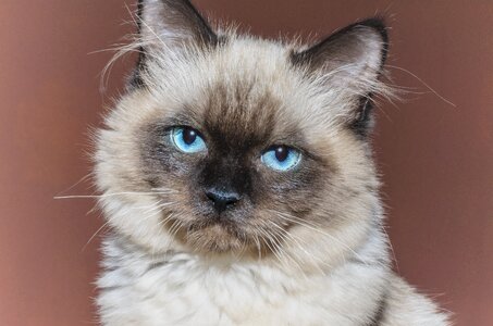 Tom-cat animal rag doll