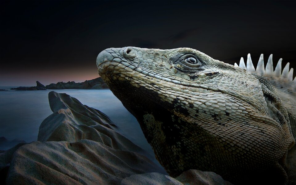 Dragon monitor scaly