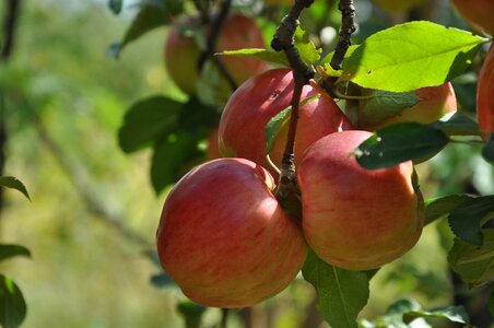 Apples fruit tree