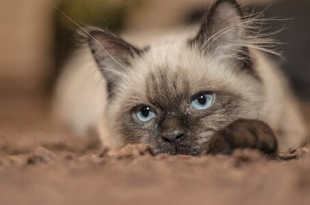 Tom-cat animal rag doll