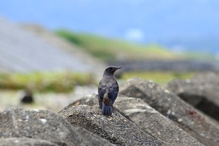 Wave off block little bird method bulbul