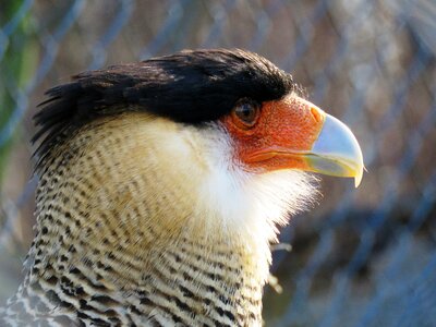 Bill bird of prey raptor photo