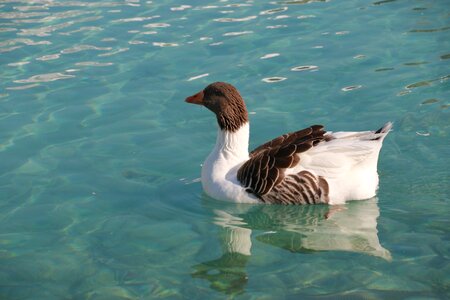 Animal peace nature