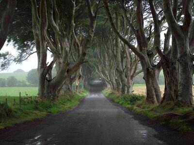 Hedges nature travel