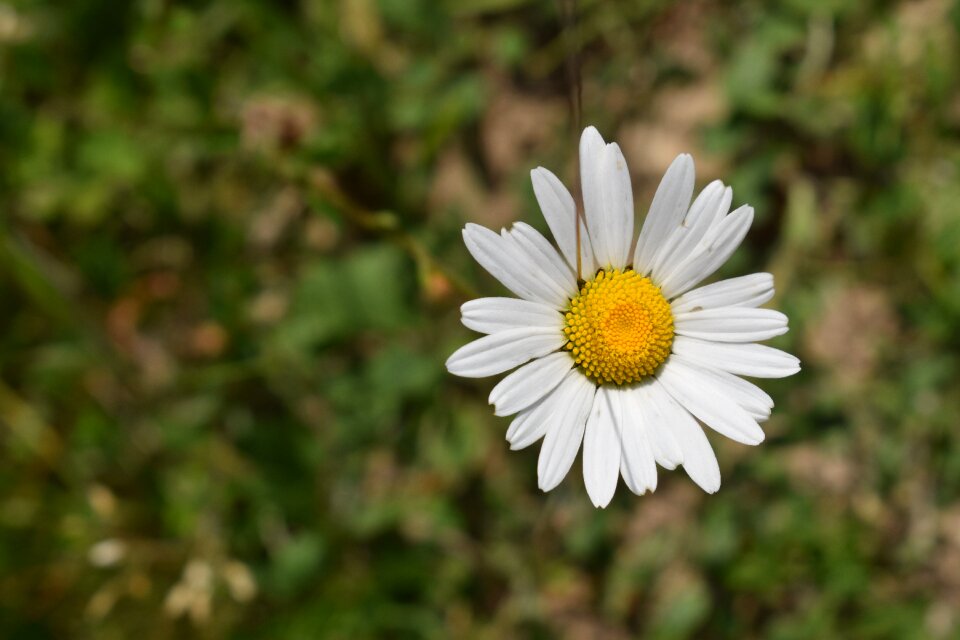 Daisy blossom herb