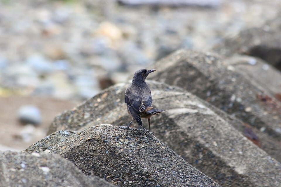 Wave off block little bird method bulbul