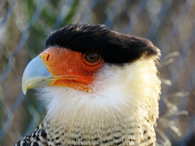 Raptor bill portrait