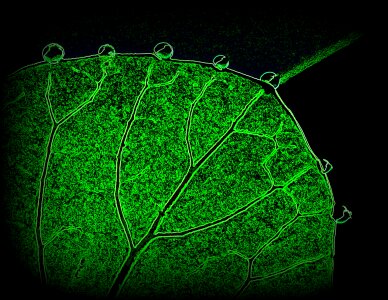 Lifestyle texture green texture