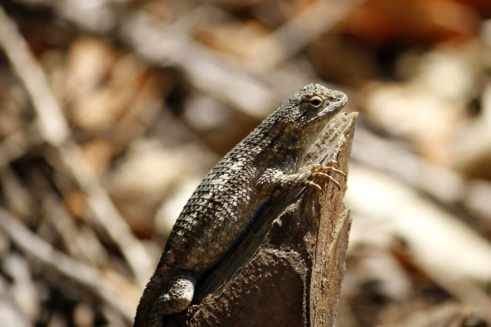 Tropical outdoors wildlife