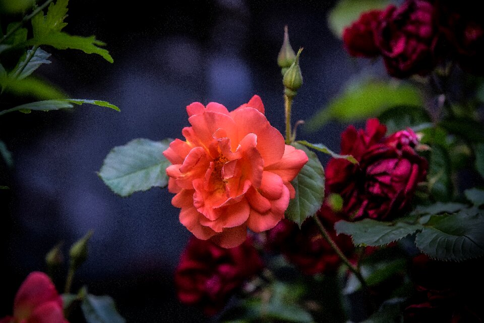 Flower red garden