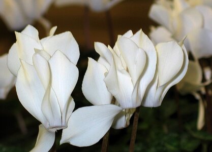 Ornamental plant white flower photo