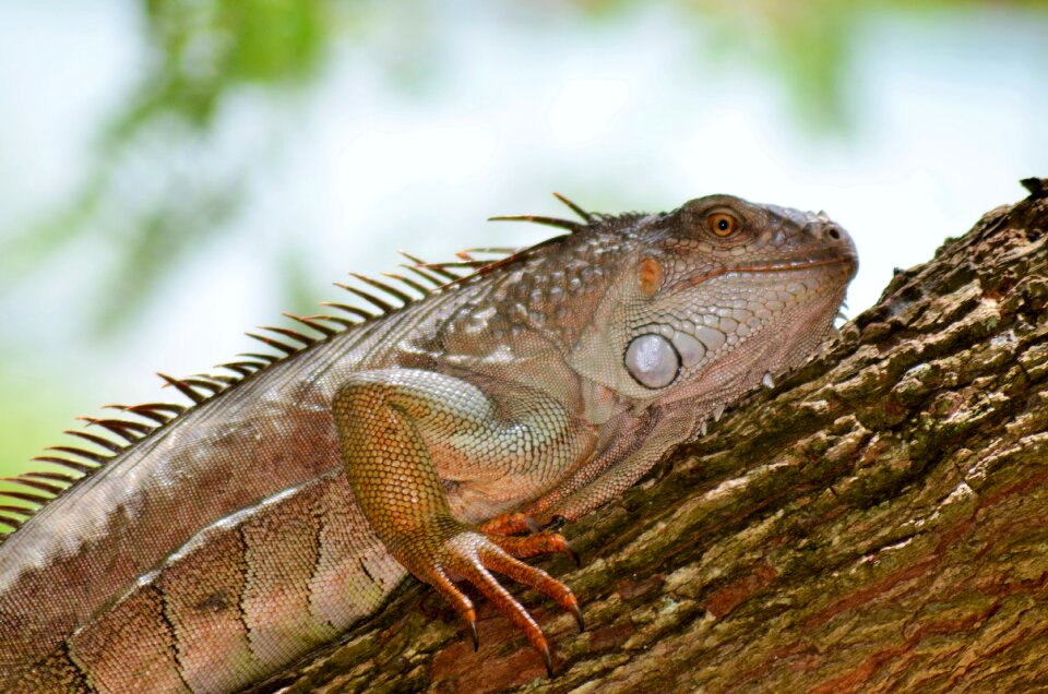 Animal fauna nature