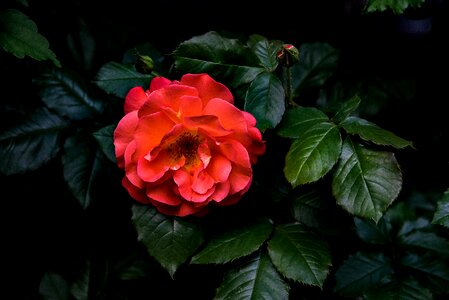 Nice flower red