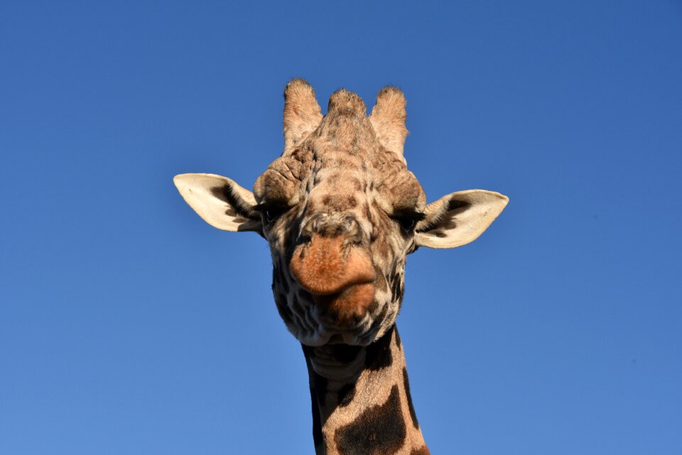 Wild animal african face