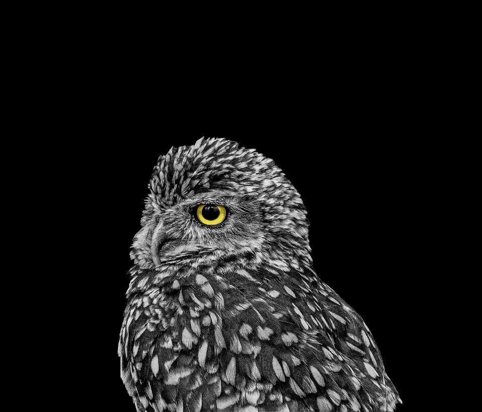 Bird nature wildlife