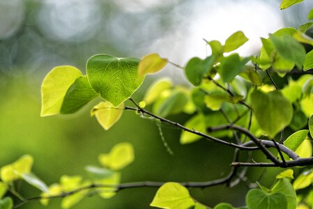 Green oh boy