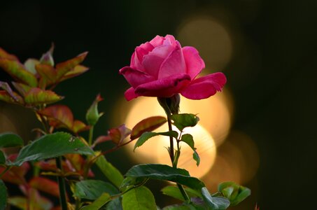 Morning glory petal sunset