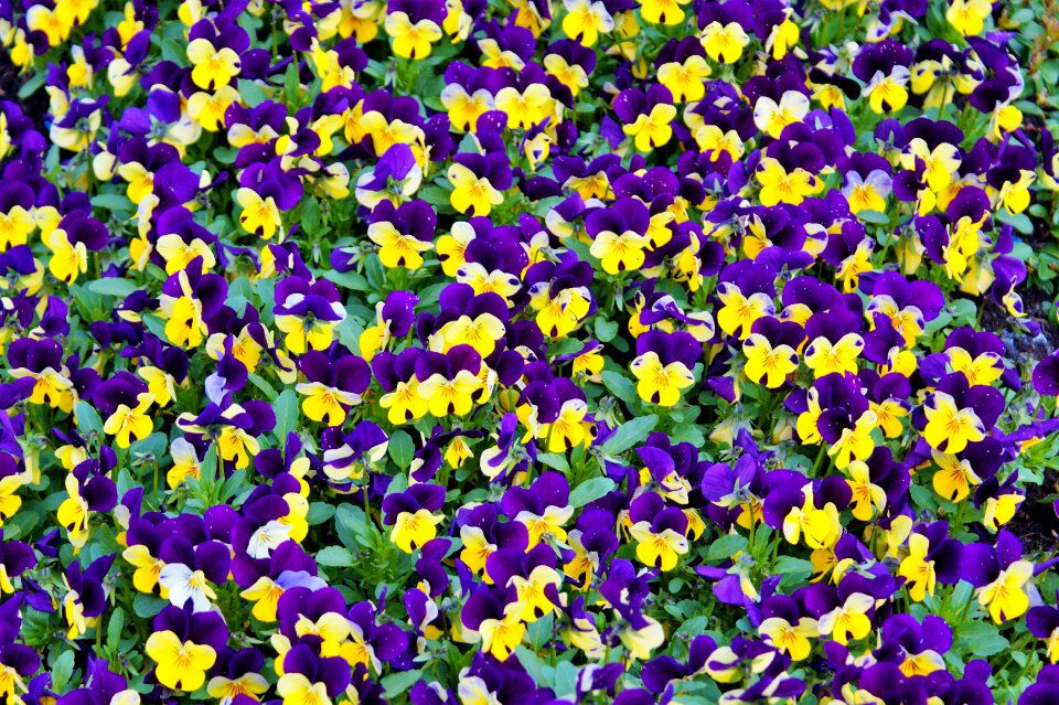 Bloom nature violet