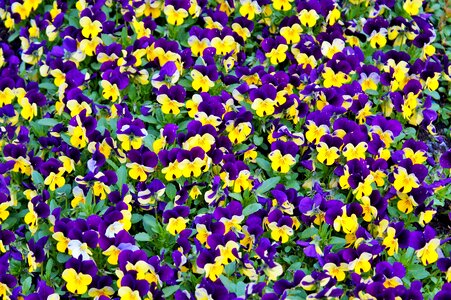 Bloom nature violet photo