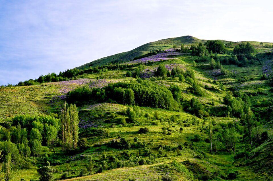 Spring flowers green landscape