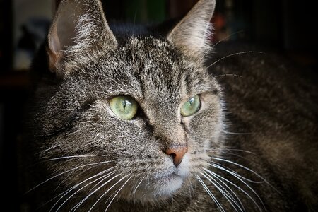 Cat's eyes portrait domestic cat