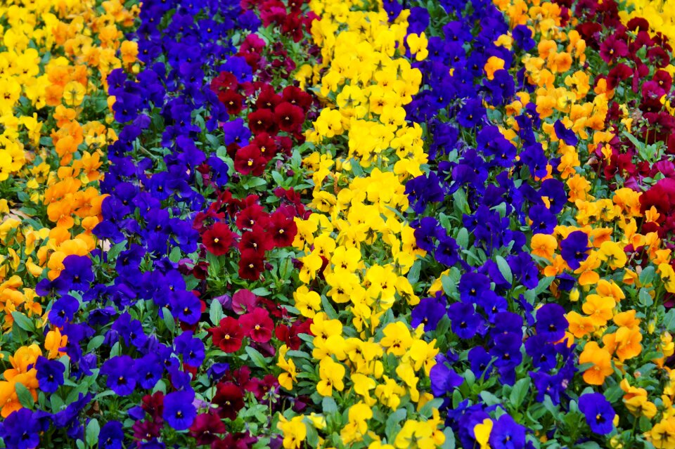Bloom nature violet