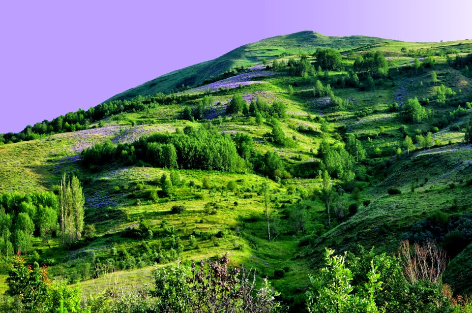 Spring flowers green landscape