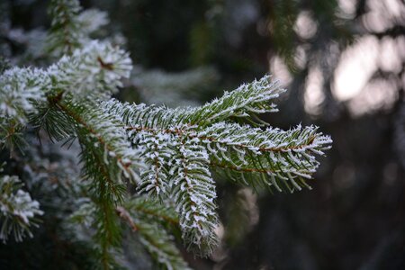 Rime nature winter photo