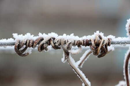 Icy frozen frosty photo