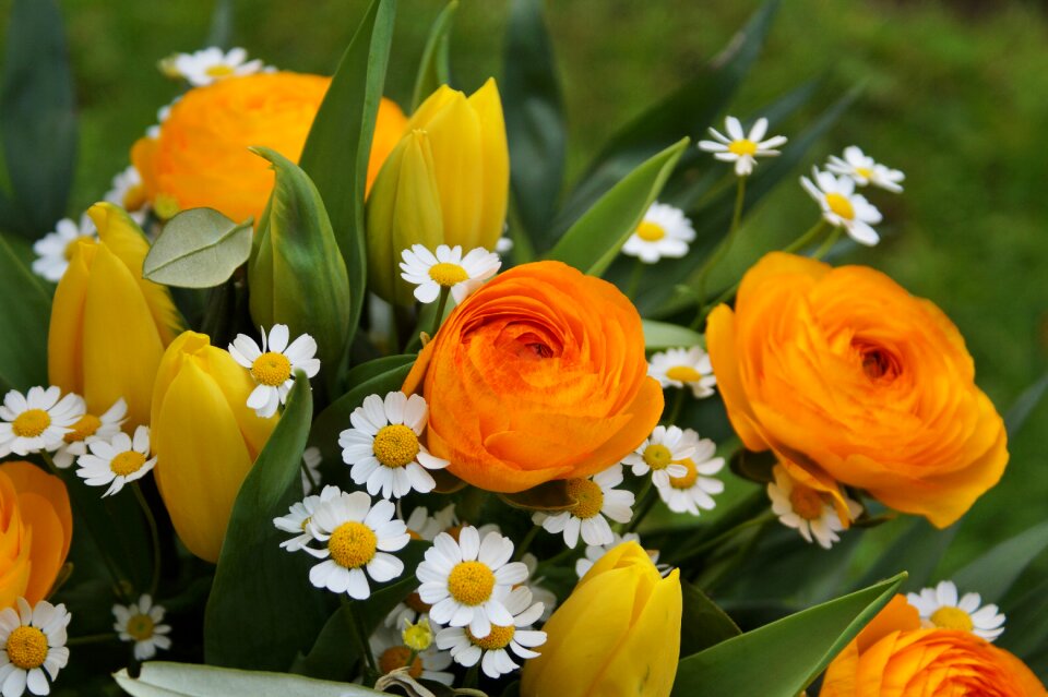 Margarite tulip nature