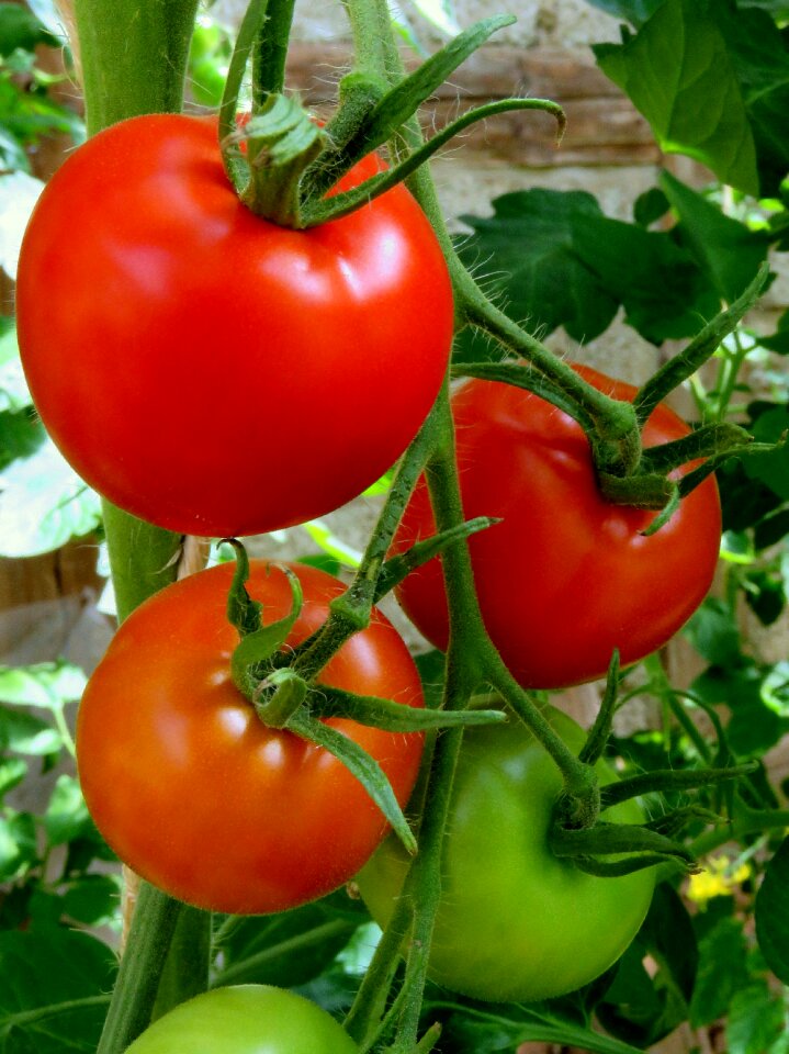 Healthy trusses ripe