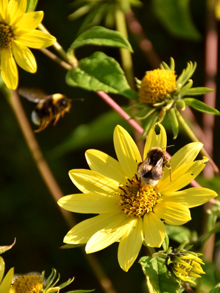 Close up nature yellow