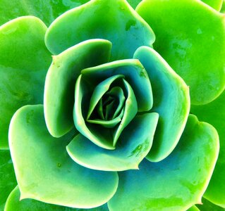 Cactus leaf botanical