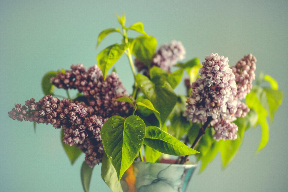 Green spring blossom