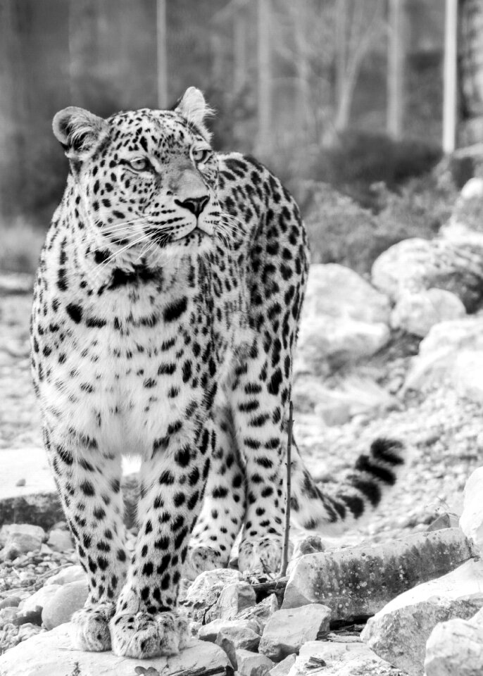 Black and white black white recording portrait