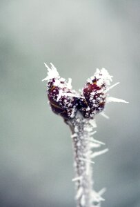 Snow white bud