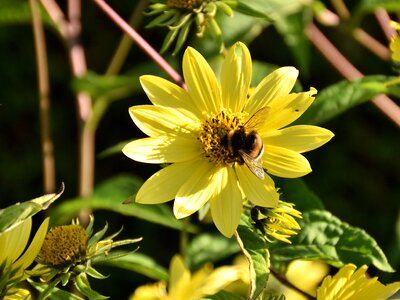 Close up nature yellow photo