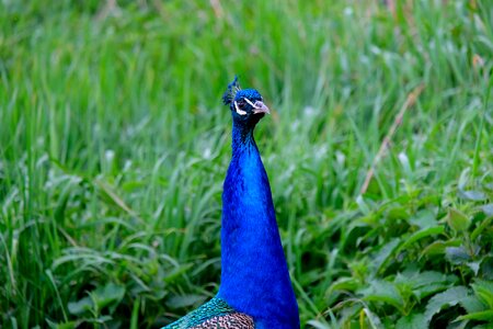 Feather nature animal photo