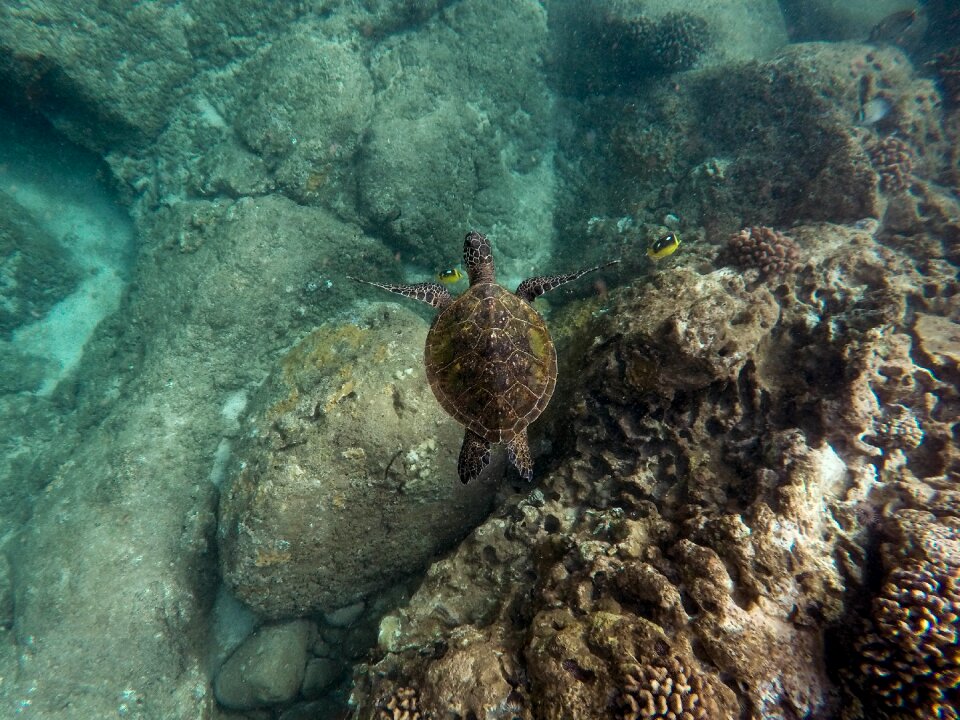 Ocean reef rocks photo